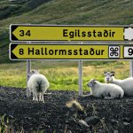 IJsland plaatsnaambord met schapen